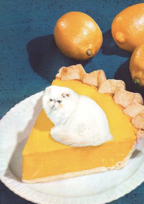 Lemon Meow Pie - Cat Meringue by Vertigo Artography