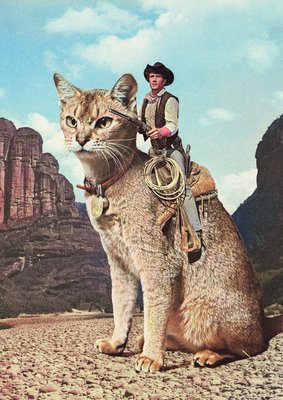 Cat Lone Ranger by Vertigo Artography